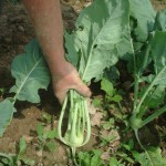 hilton-head-and-farmers-market-3971