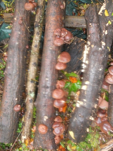 late october and shiitake 014ii