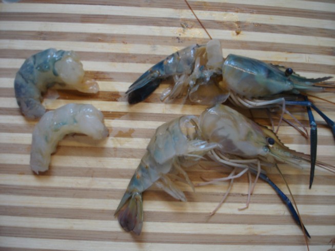 shrimp 082