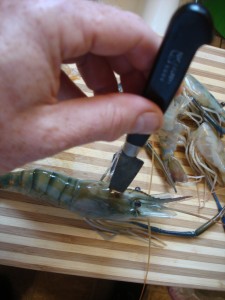 shrimp 085