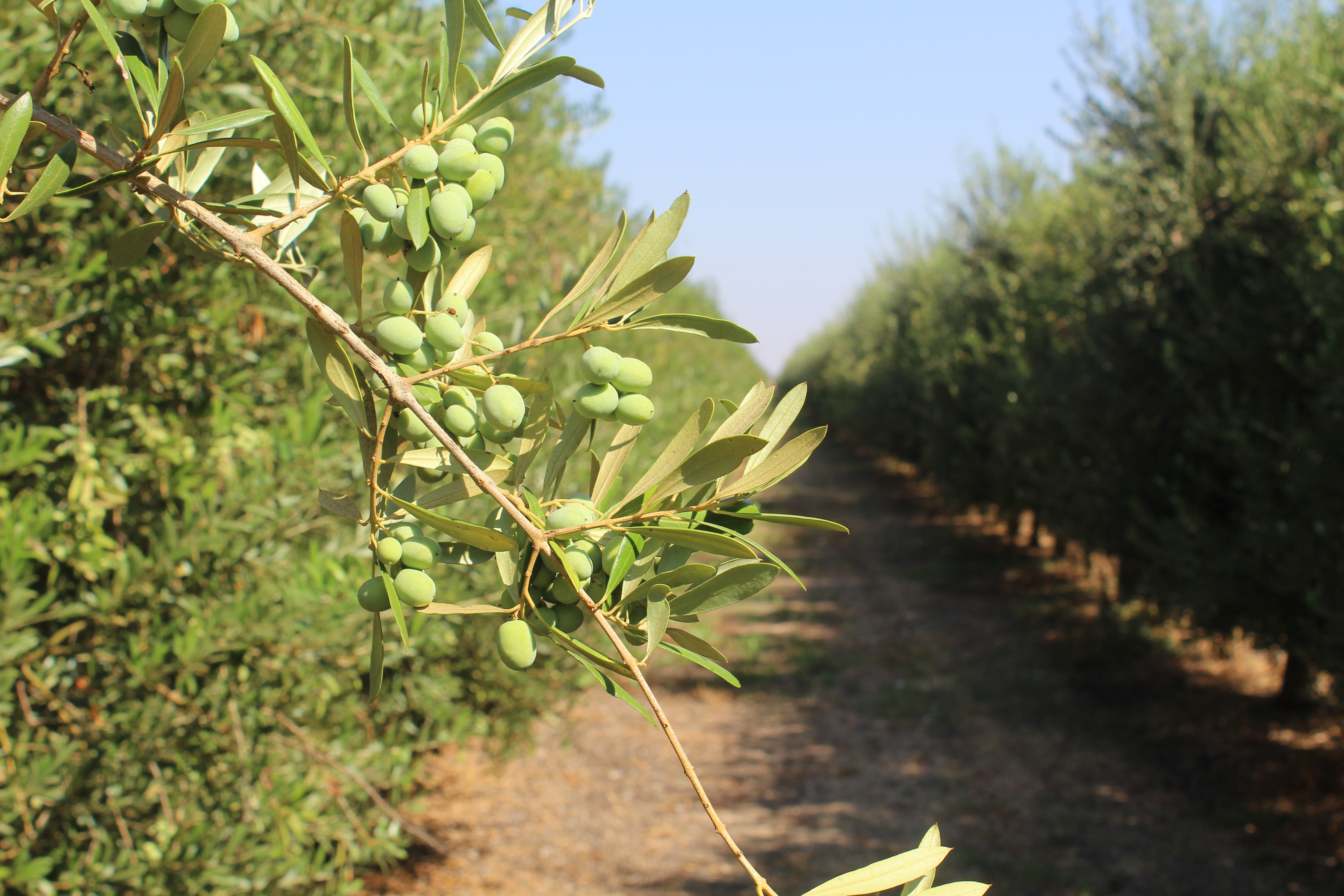 blog11 - Olive Tree Blog